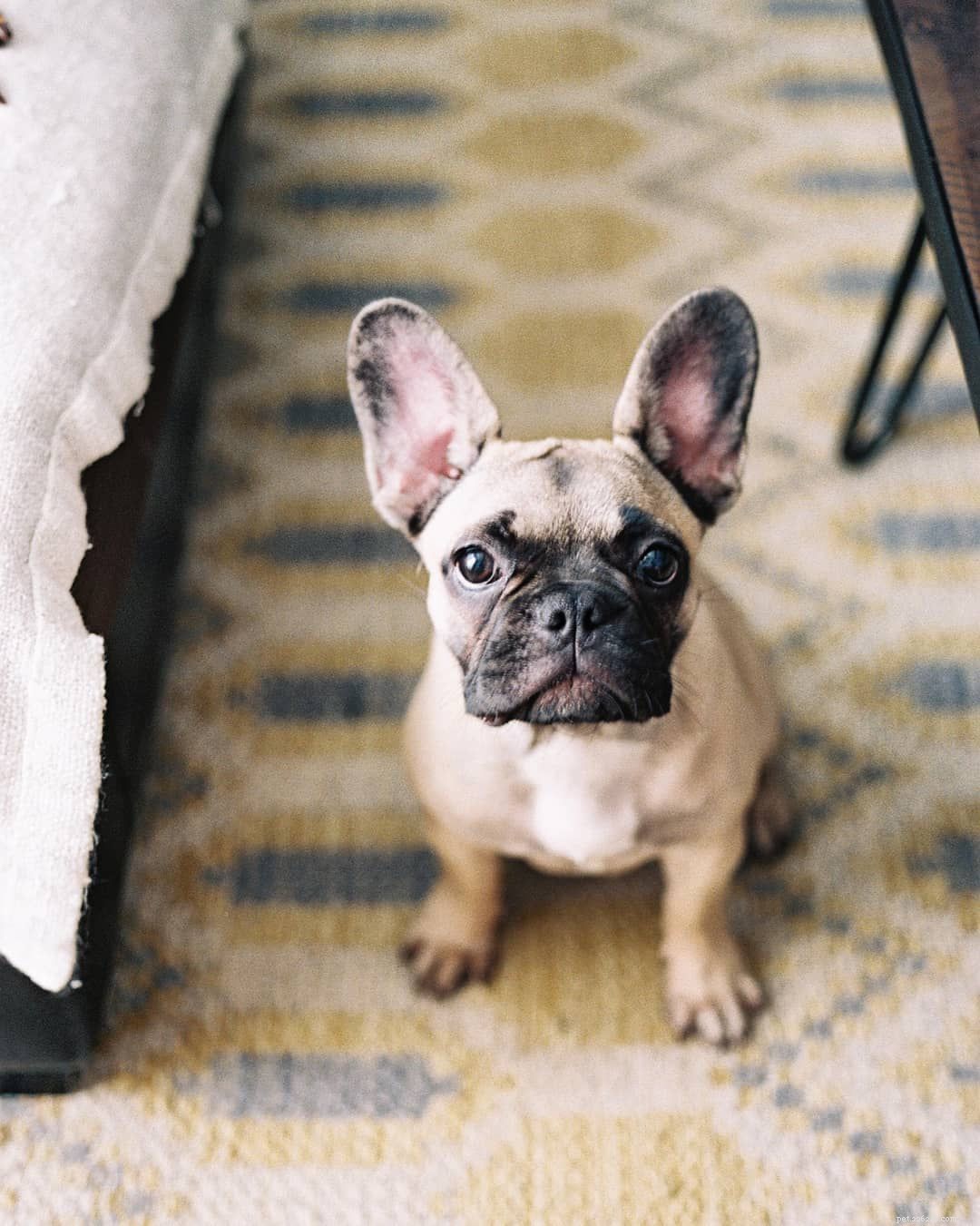 7 Adorable French Bulldog Photos That Capture Their Irresistible Charm