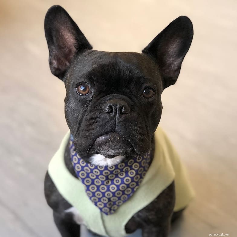 7 Adorable French Bulldog Photos That Capture Their Irresistible Charm