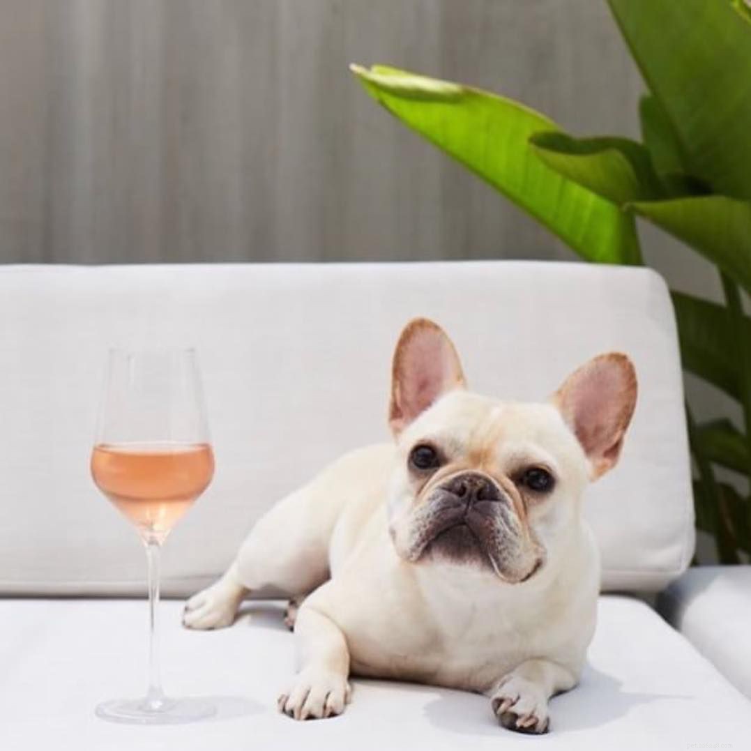 7 Adorable French Bulldog Photos That Capture Their Irresistible Charm