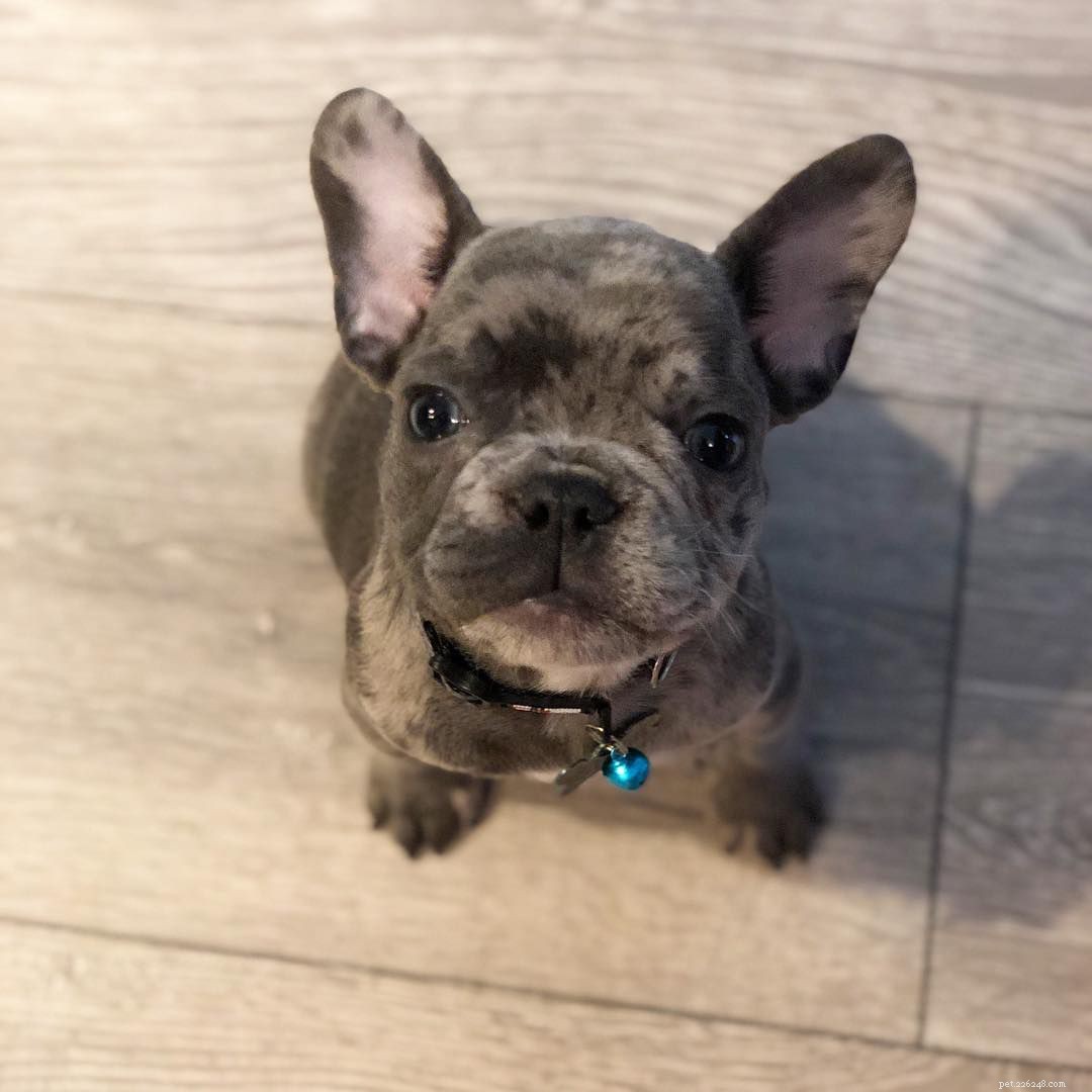 7 Adorable French Bulldog Photos That Capture Their Irresistible Charm