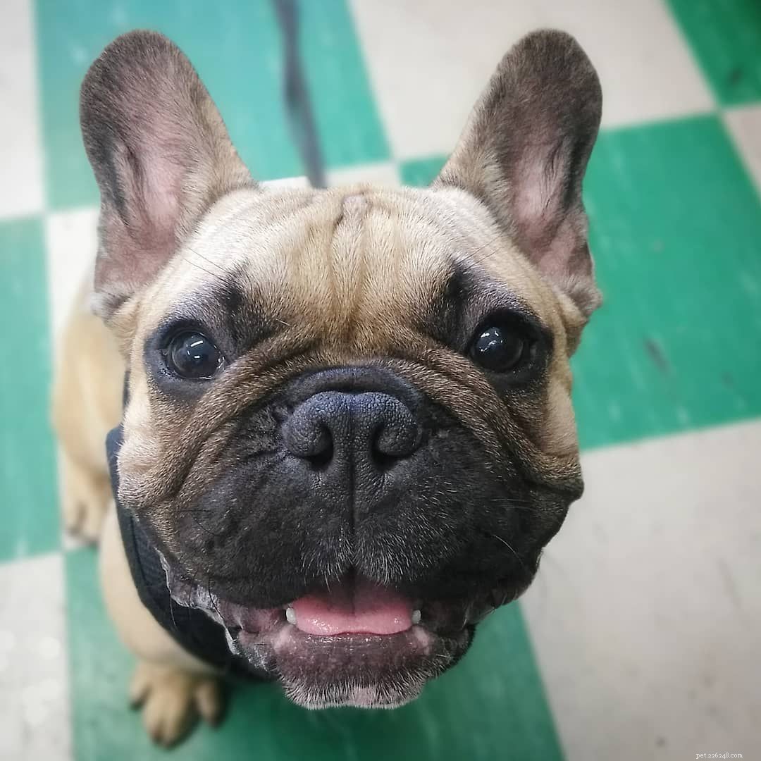 7 Adorable French Bulldog Photos That Capture Their Irresistible Charm