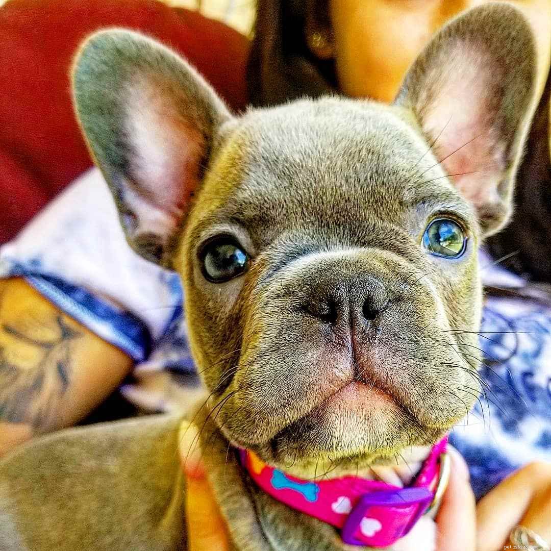 7 Adorable French Bulldog Photos That Capture Their Irresistible Charm