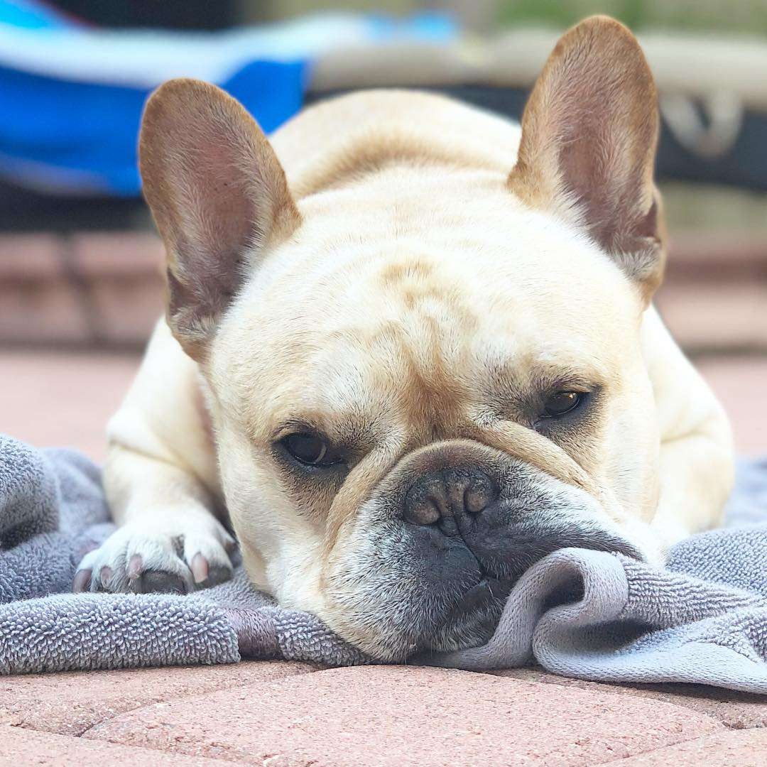 7 Adorable French Bulldog Photos That Capture Their Irresistible Charm