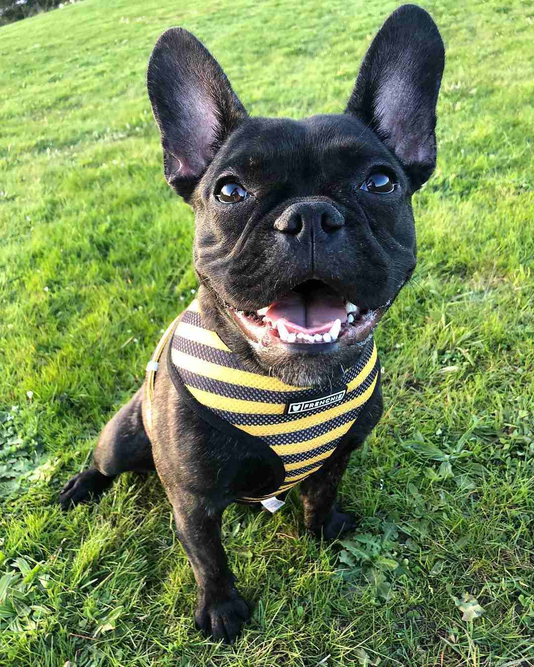 7 Adorable French Bulldog Photos That Capture Their Irresistible Charm