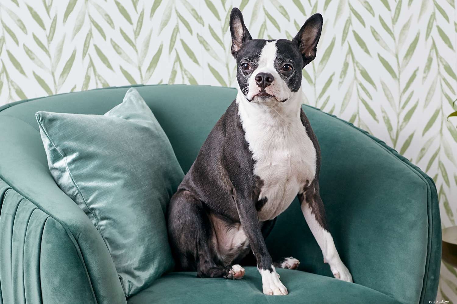 Top 15 Most Friendly Dog Breeds for Loving People