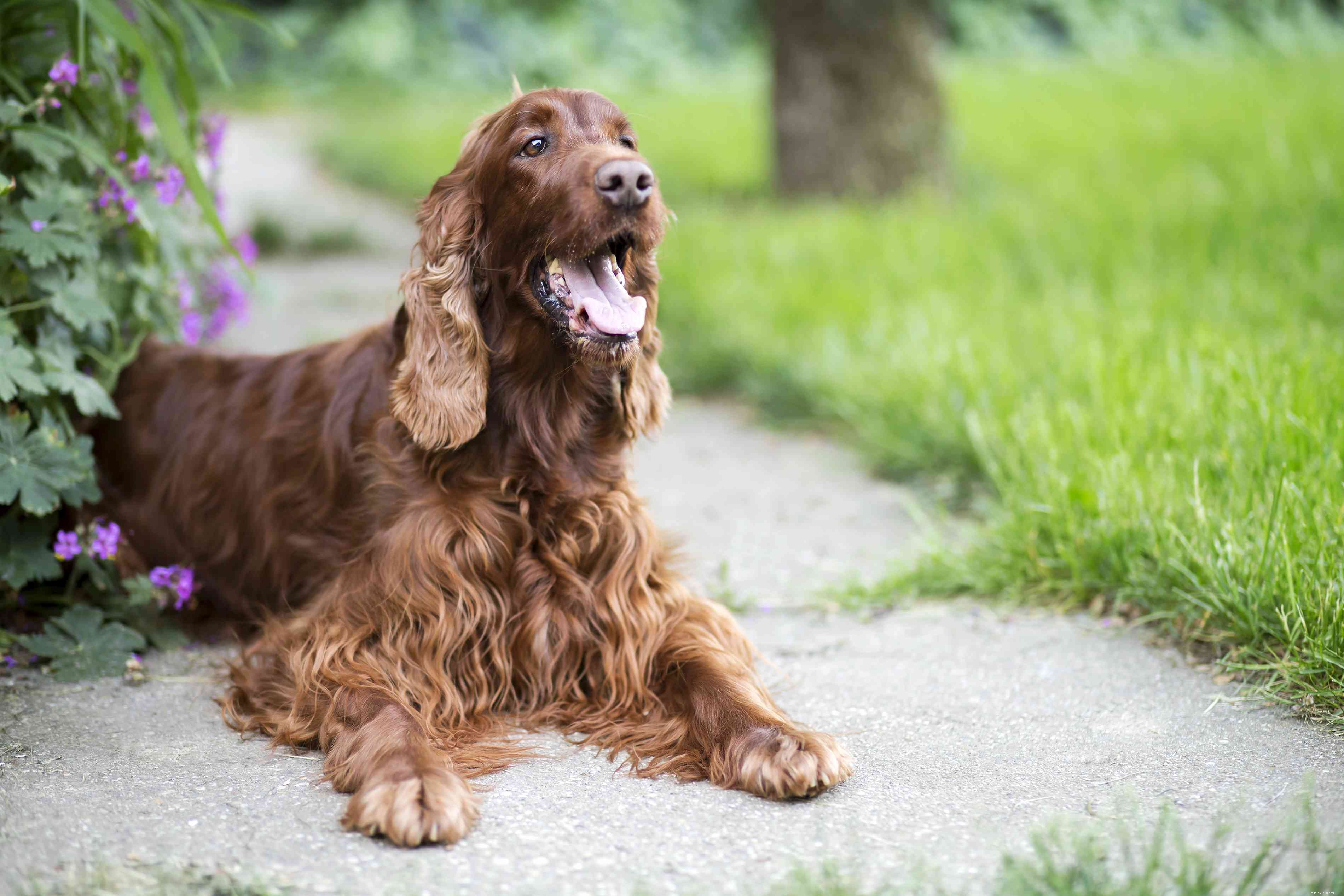Top 15 Most Friendly Dog Breeds for Loving People