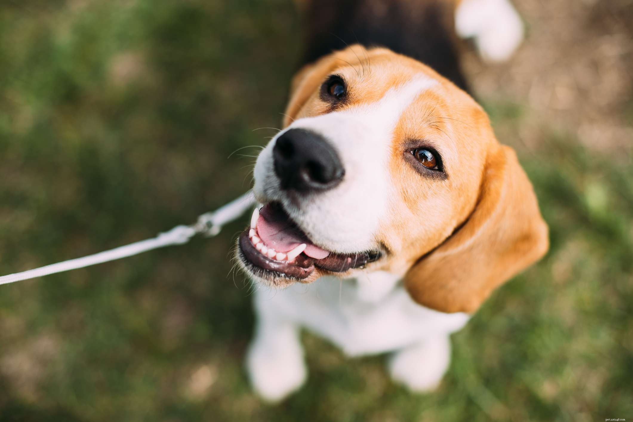 Top 15 Most Friendly Dog Breeds for Loving People