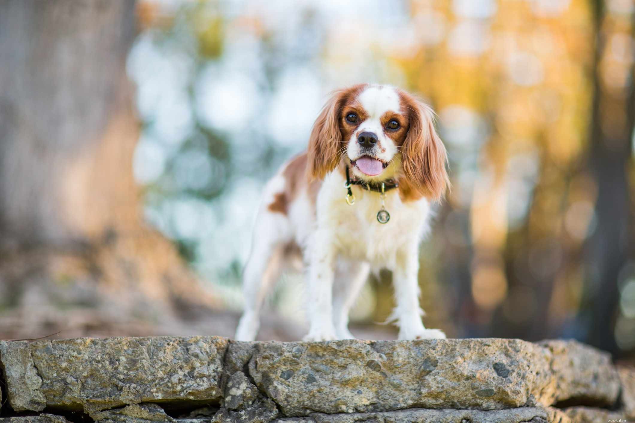 Top 15 Most Friendly Dog Breeds for Loving People