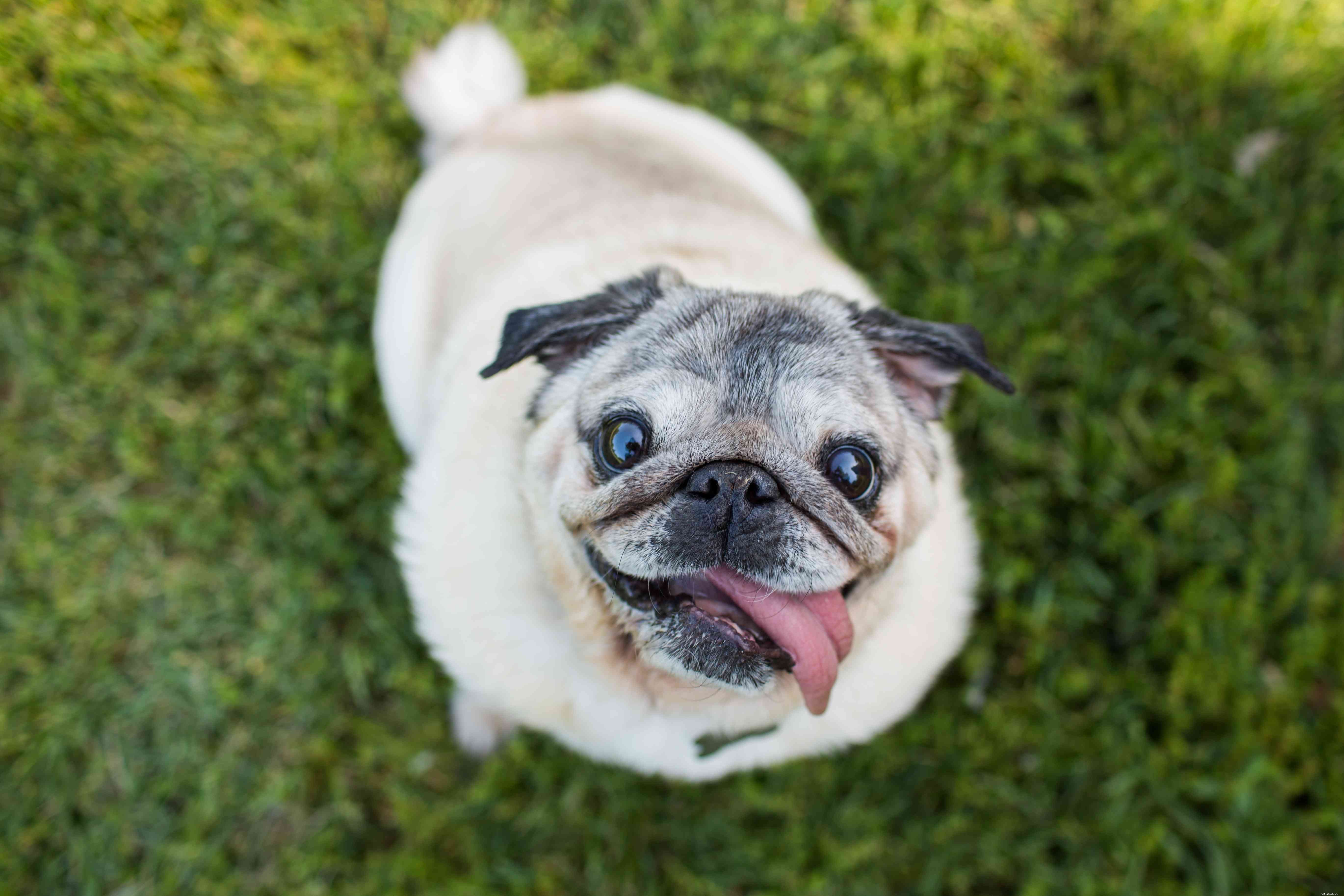 Top 15 Most Friendly Dog Breeds for Loving People