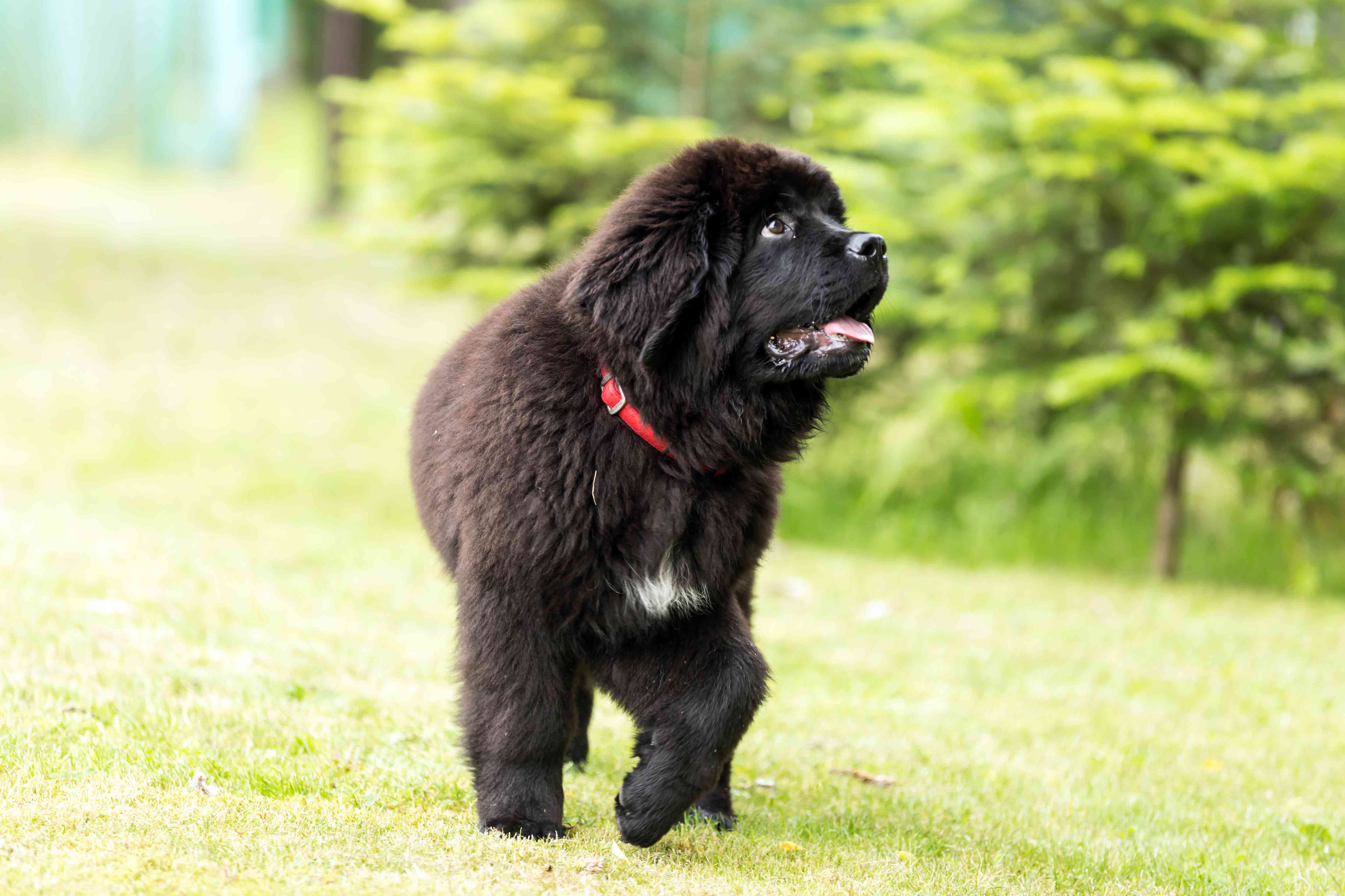 Top 15 Most Friendly Dog Breeds for Loving People