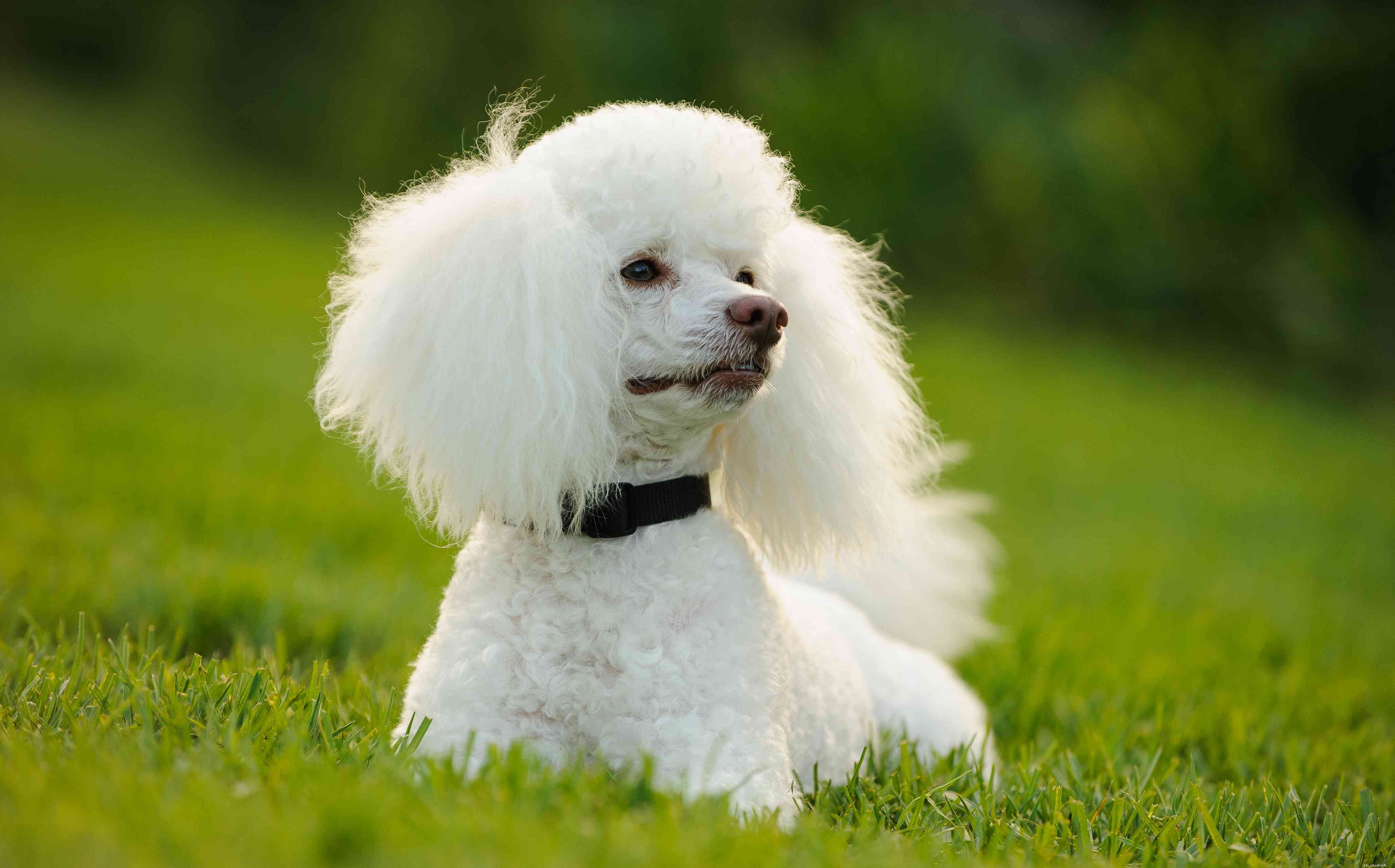 Top 15 Most Friendly Dog Breeds for Loving People