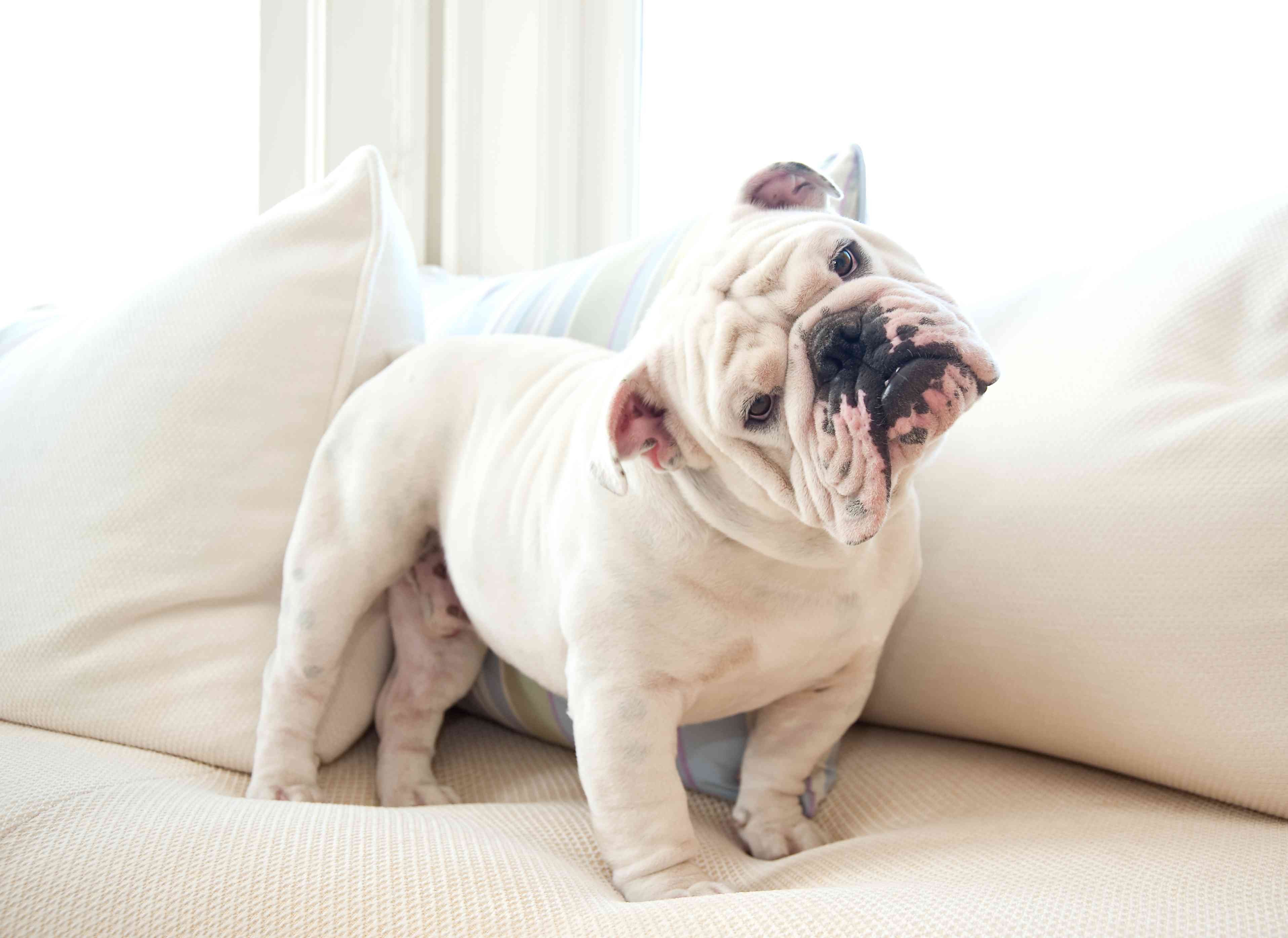 Top 15 Most Friendly Dog Breeds for Loving People