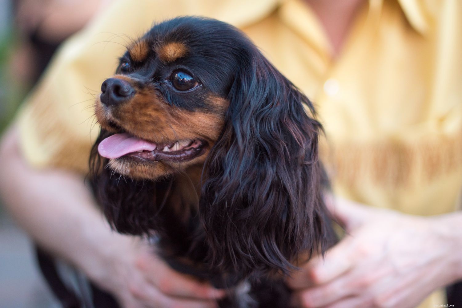 Top 10 Dog Breeds Known for Their Cuddly Nature