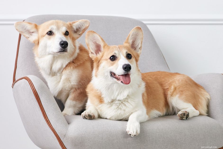 Top 10 Dog Breeds Known for Their Cuddly Nature