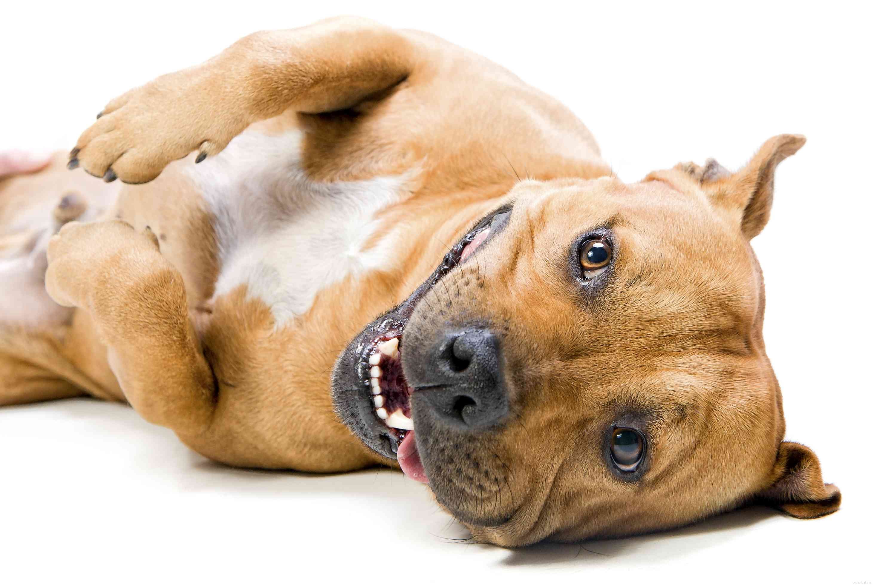 Top 10 Dog Breeds Known for Their Cuddly Nature