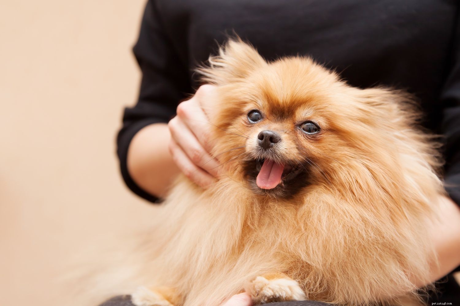 Top 10 Dog Breeds Known for Their Cuddly Nature