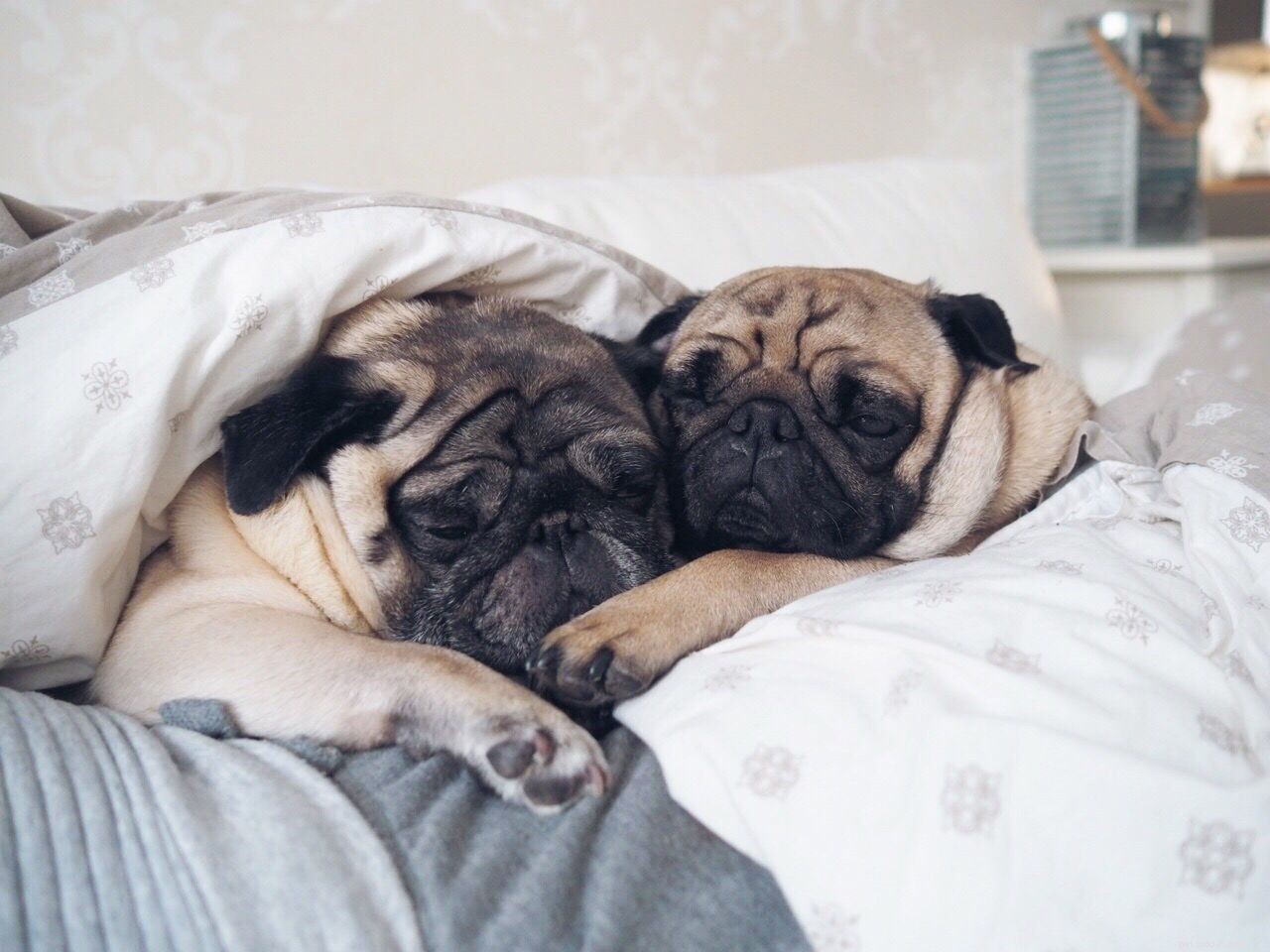 Top 10 Dog Breeds Known for Their Cuddly Nature