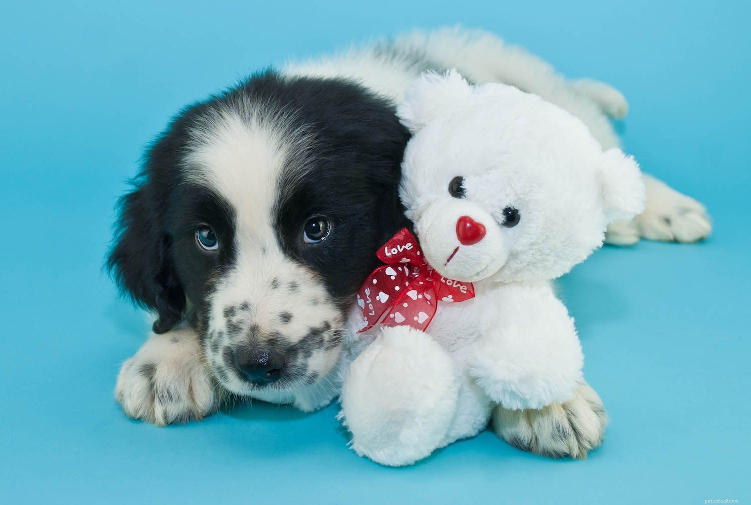 Top 10 Dog Breeds Known for Their Cuddly Nature