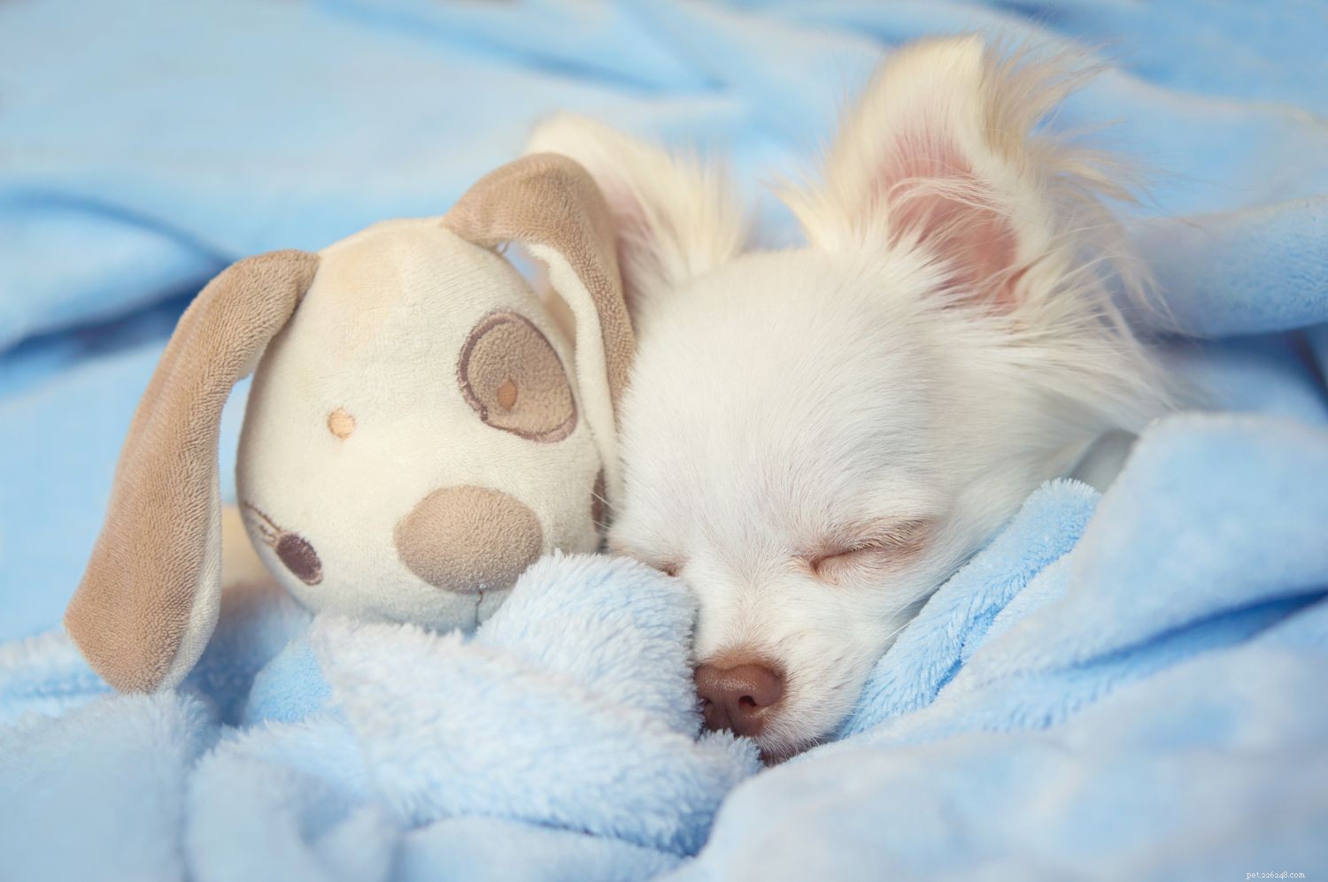 Top 10 Dog Breeds Known for Their Cuddly Nature