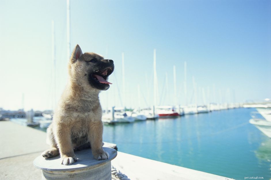 Recognizing Heatstroke in Puppies: Key Symptoms & Immediate Actions