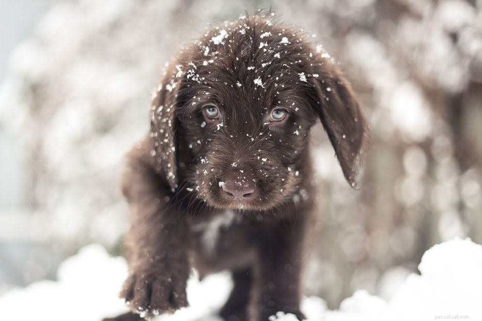 Puppy Hypothermia: Spotting Symptoms and Effective Treatment