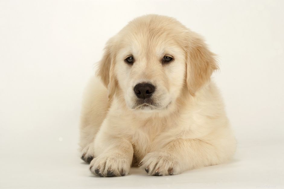 Puppy Hypothermia: Spotting Symptoms and Effective Treatment