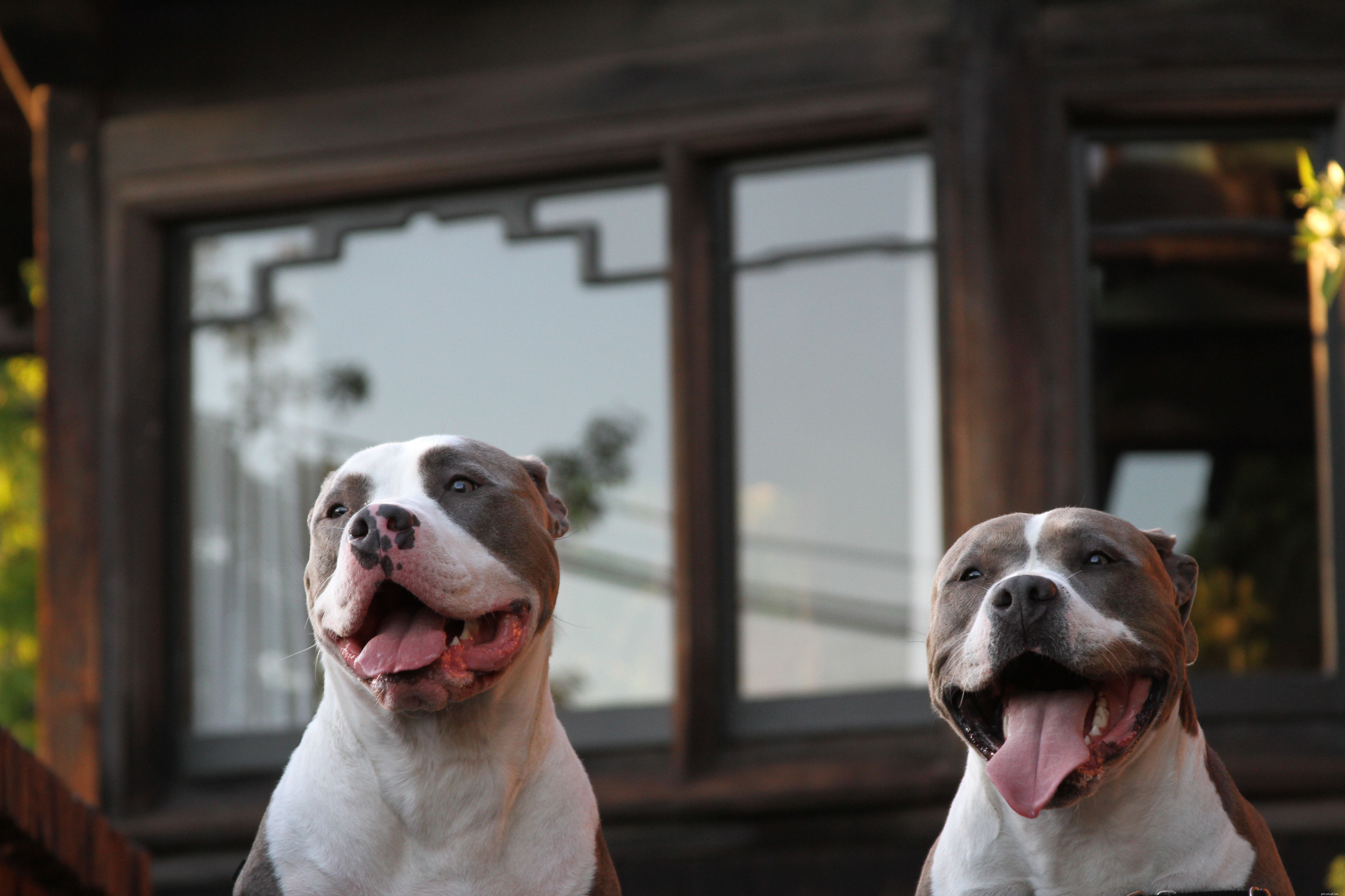 How to Ensure Your New Dog Is a Good Match for Your Current Pets
