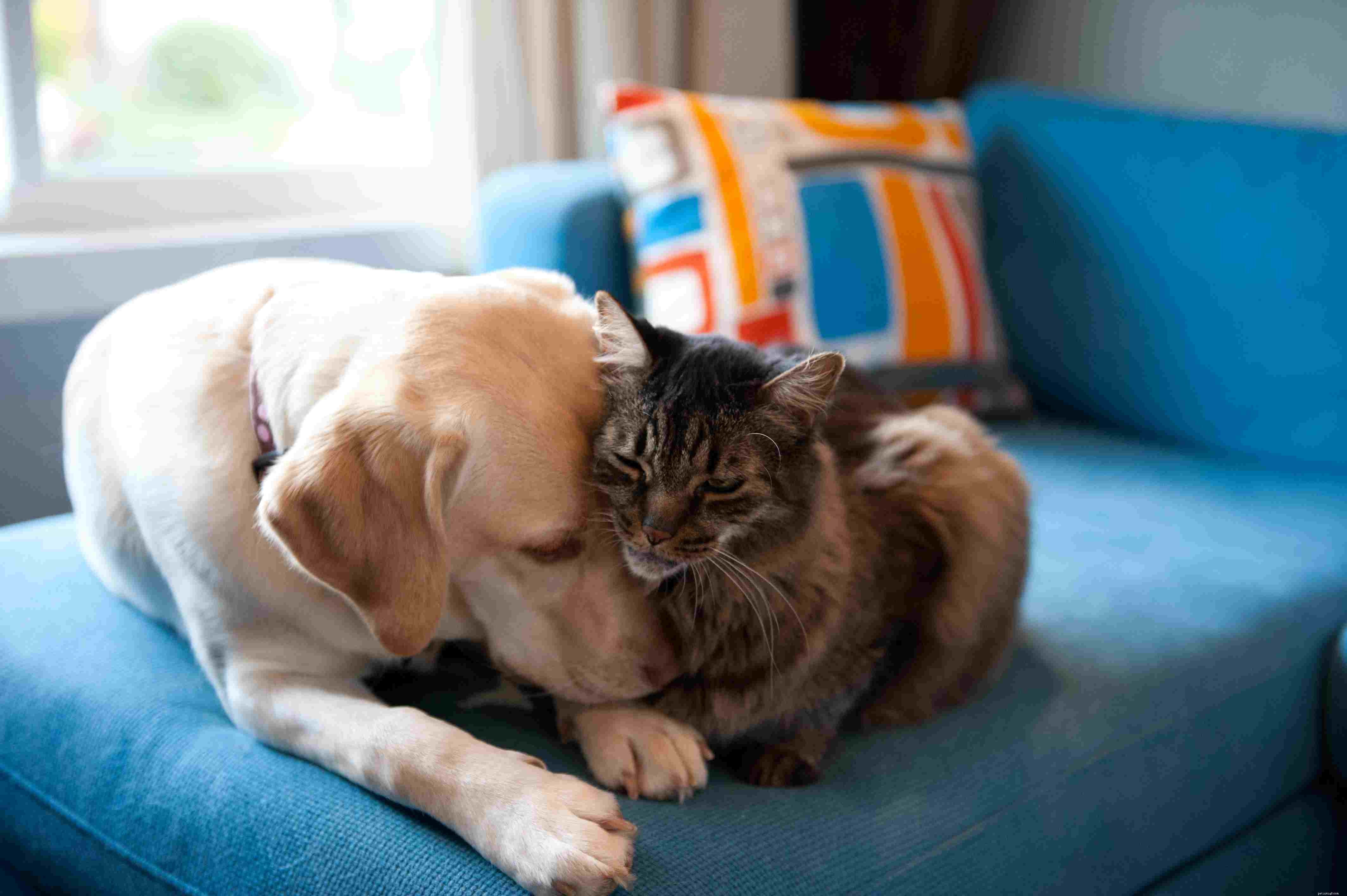 How to Ensure Your New Dog Is a Good Match for Your Current Pets