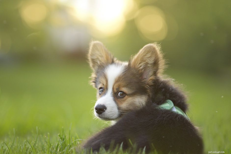 What You Need to Know About Puppy Seizures and Epilepsy