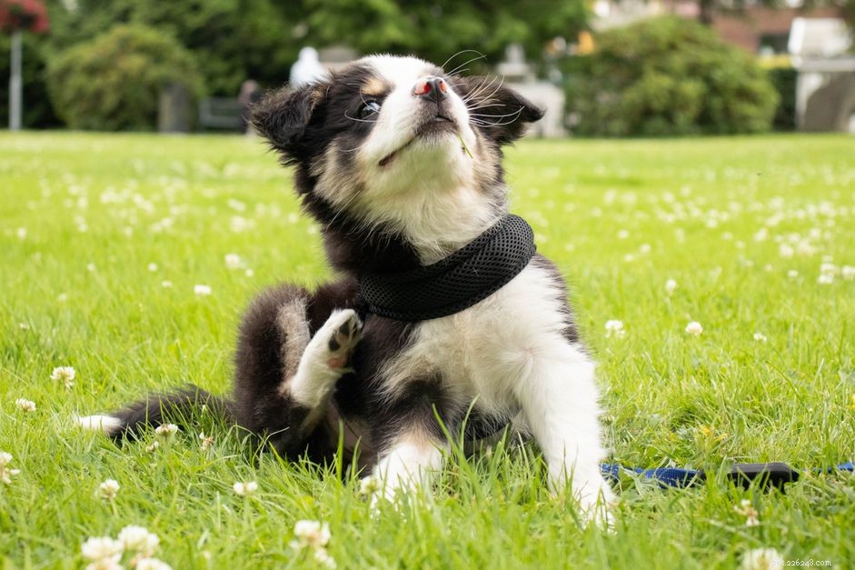 Safe, Natural Solutions for Ear Mites in Puppies
