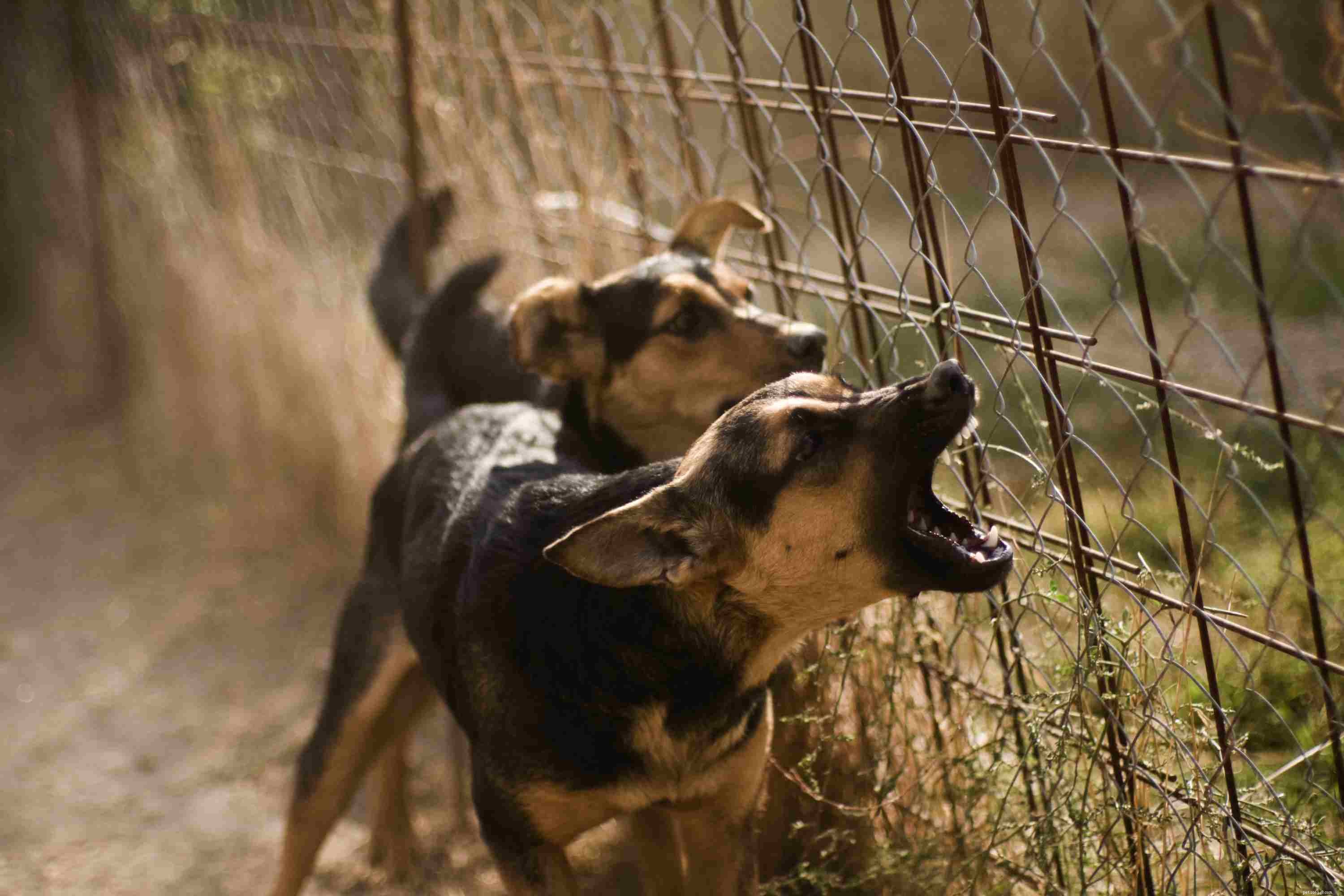 Decoding Puppy Sounds: A Guide to Understanding Your Pup’s Barks, Whines, and Growls