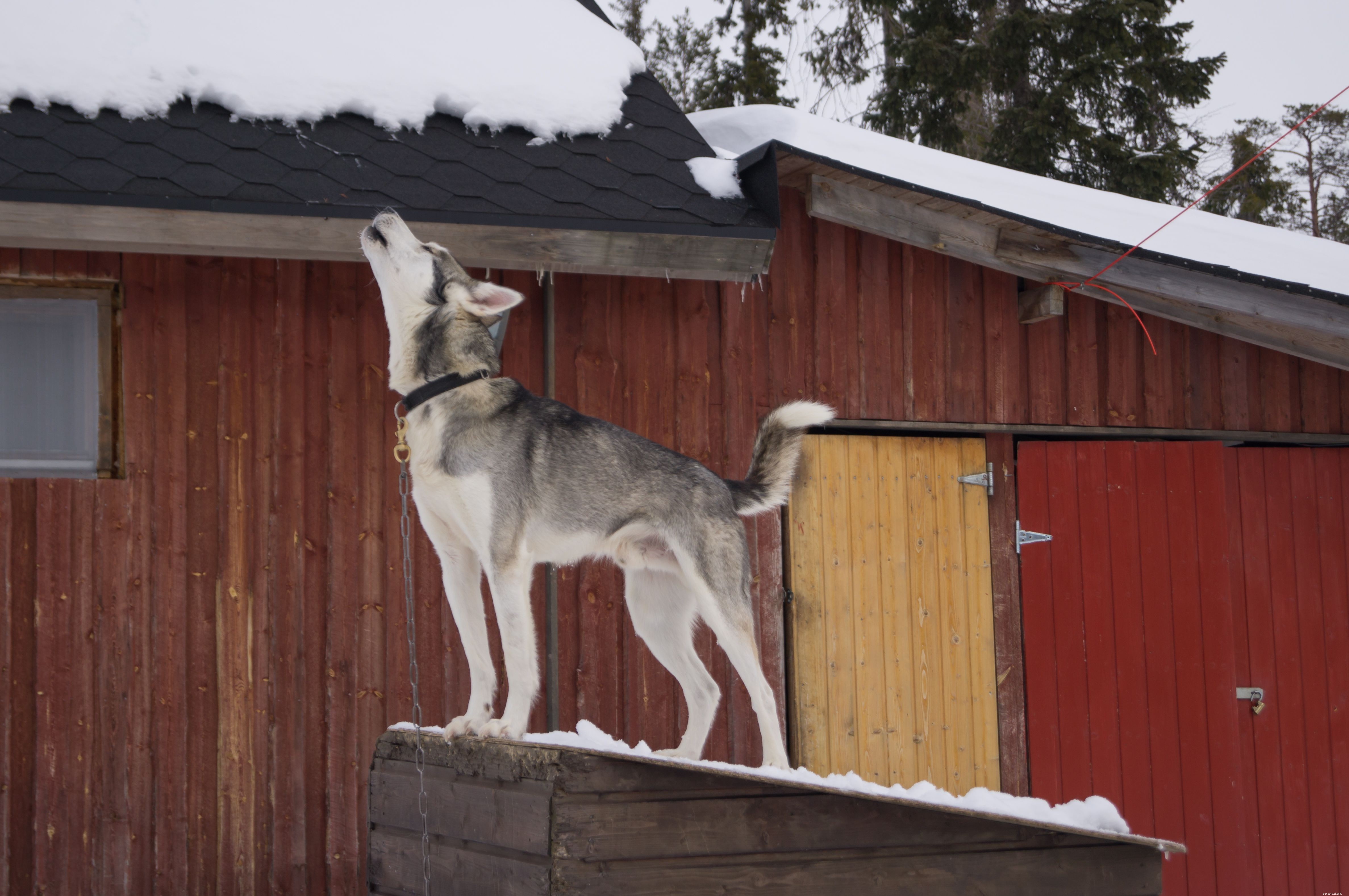 Decoding Puppy Sounds: A Guide to Understanding Your Pup’s Barks, Whines, and Growls