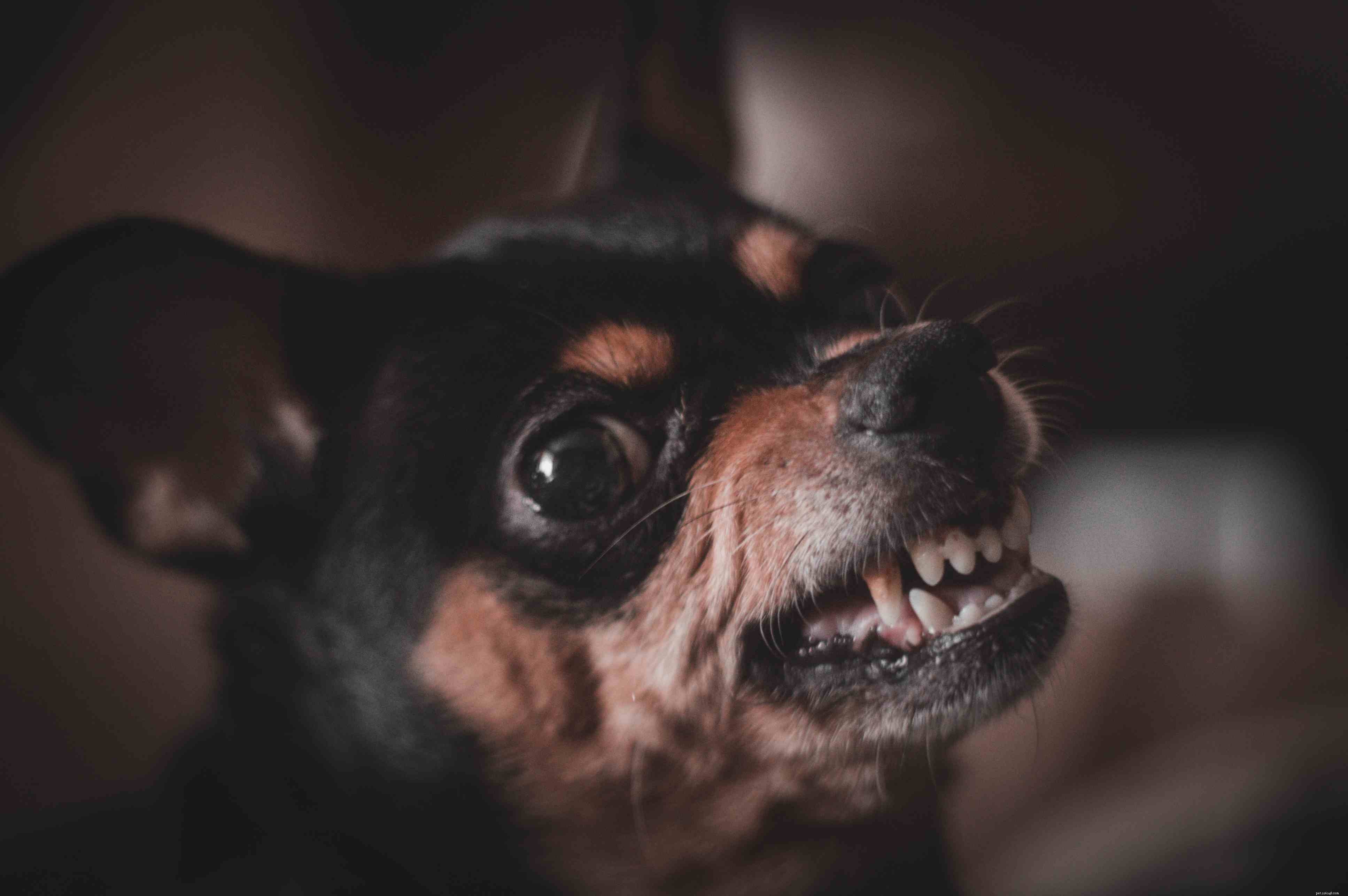 Decoding Puppy Sounds: A Guide to Understanding Your Pup’s Barks, Whines, and Growls