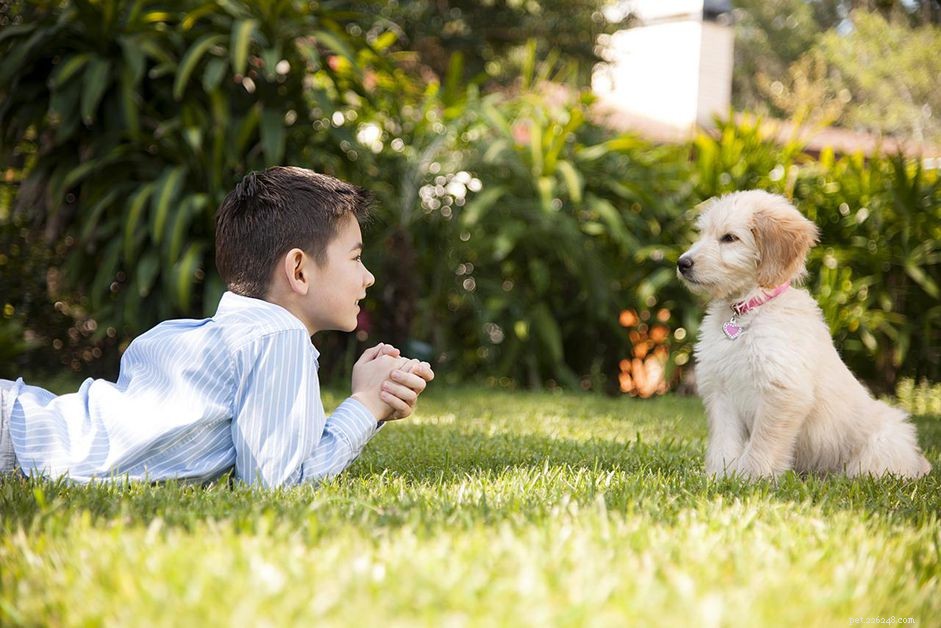 Mastering Dog Communication: Decoding Canine Body Language