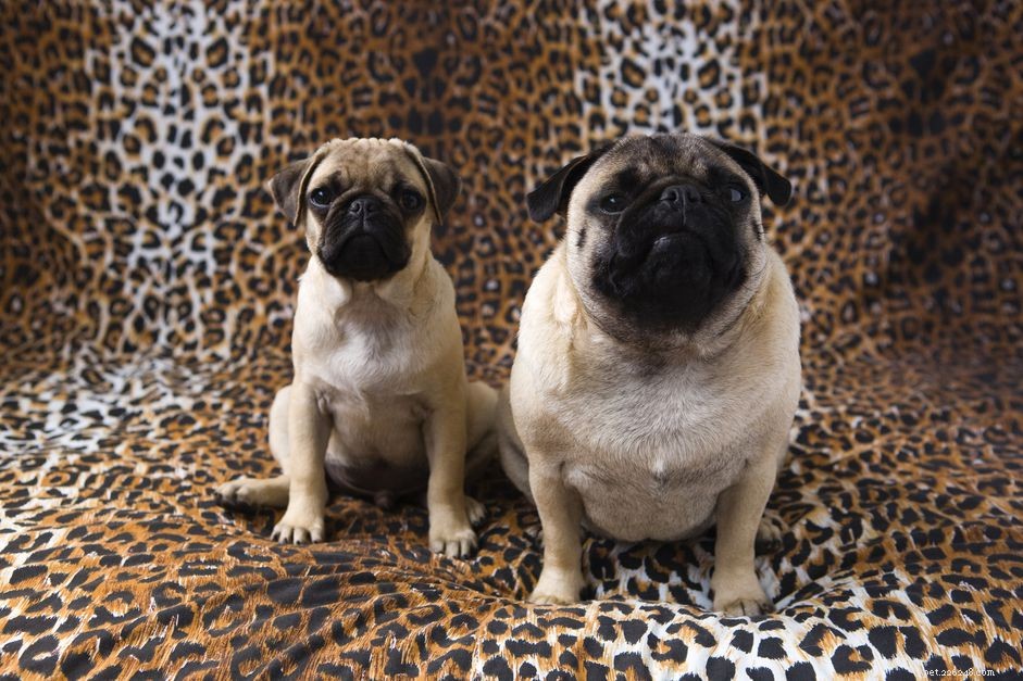Puppy Obesity: Risks, Causes, and Prevention Tips