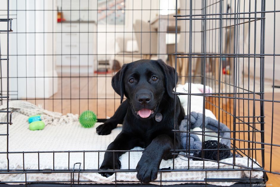 Master Puppy House Training: Proven Techniques for Success