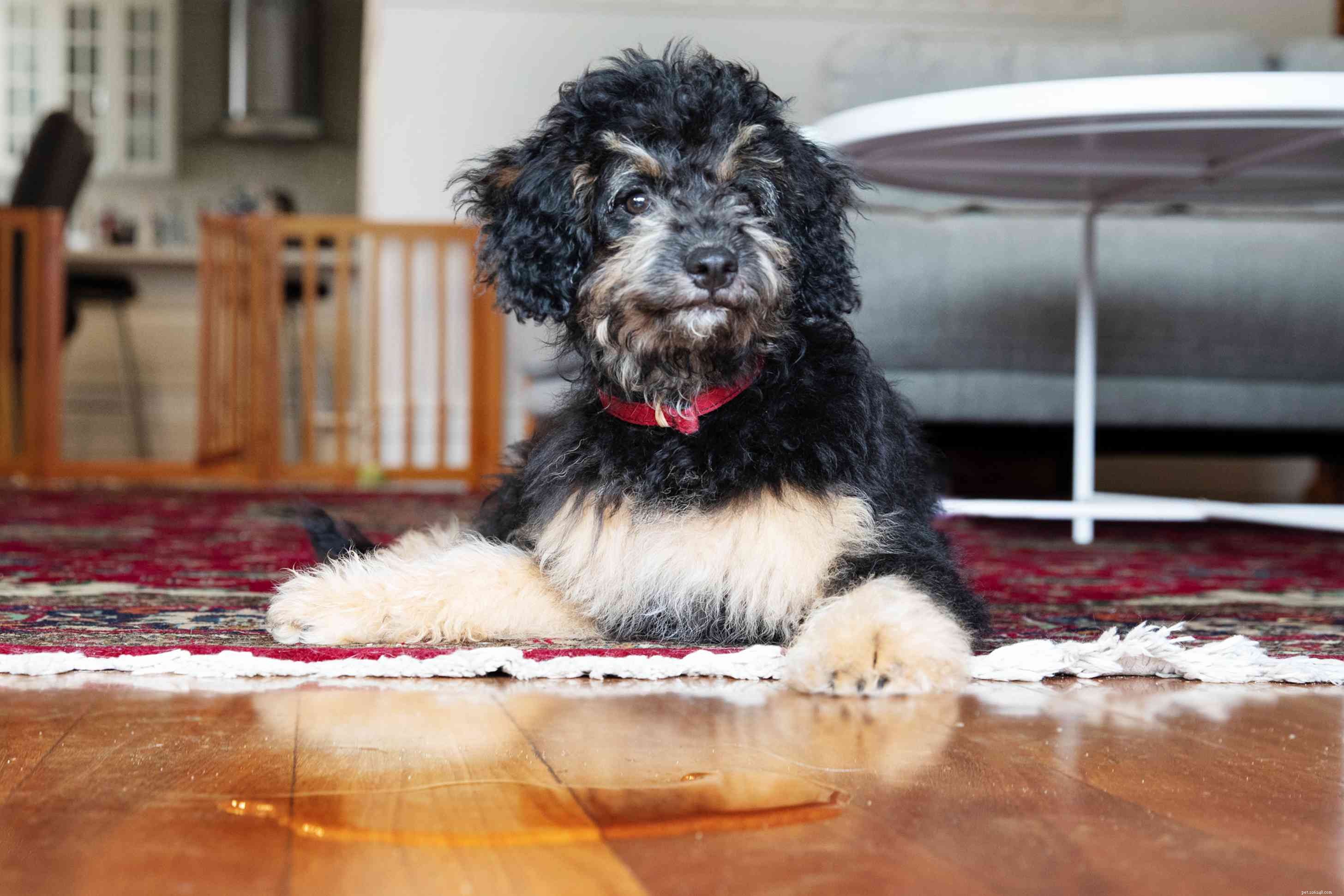 Master Puppy House Training: Proven Techniques for Success