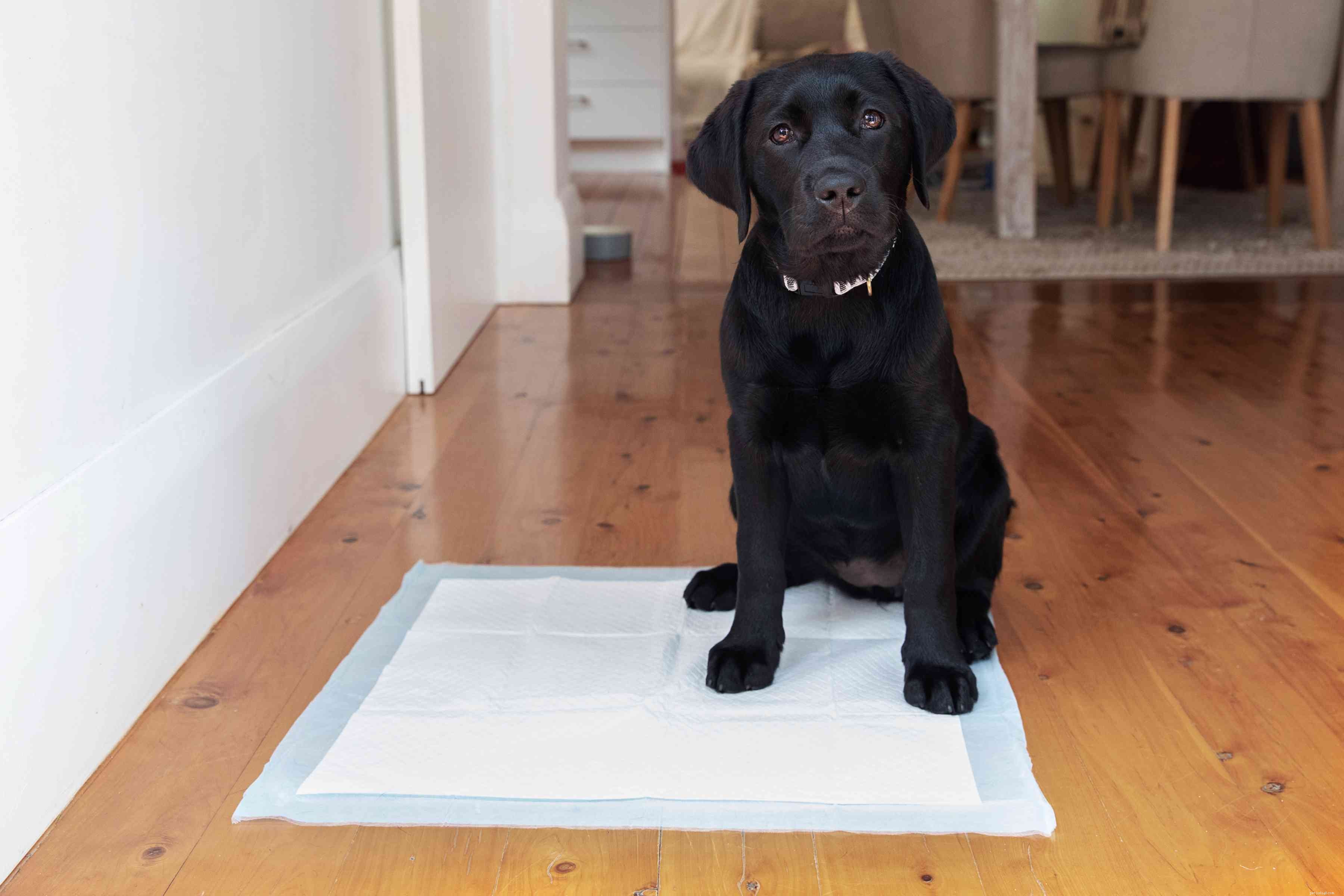 Master Puppy House Training: Proven Techniques for Success