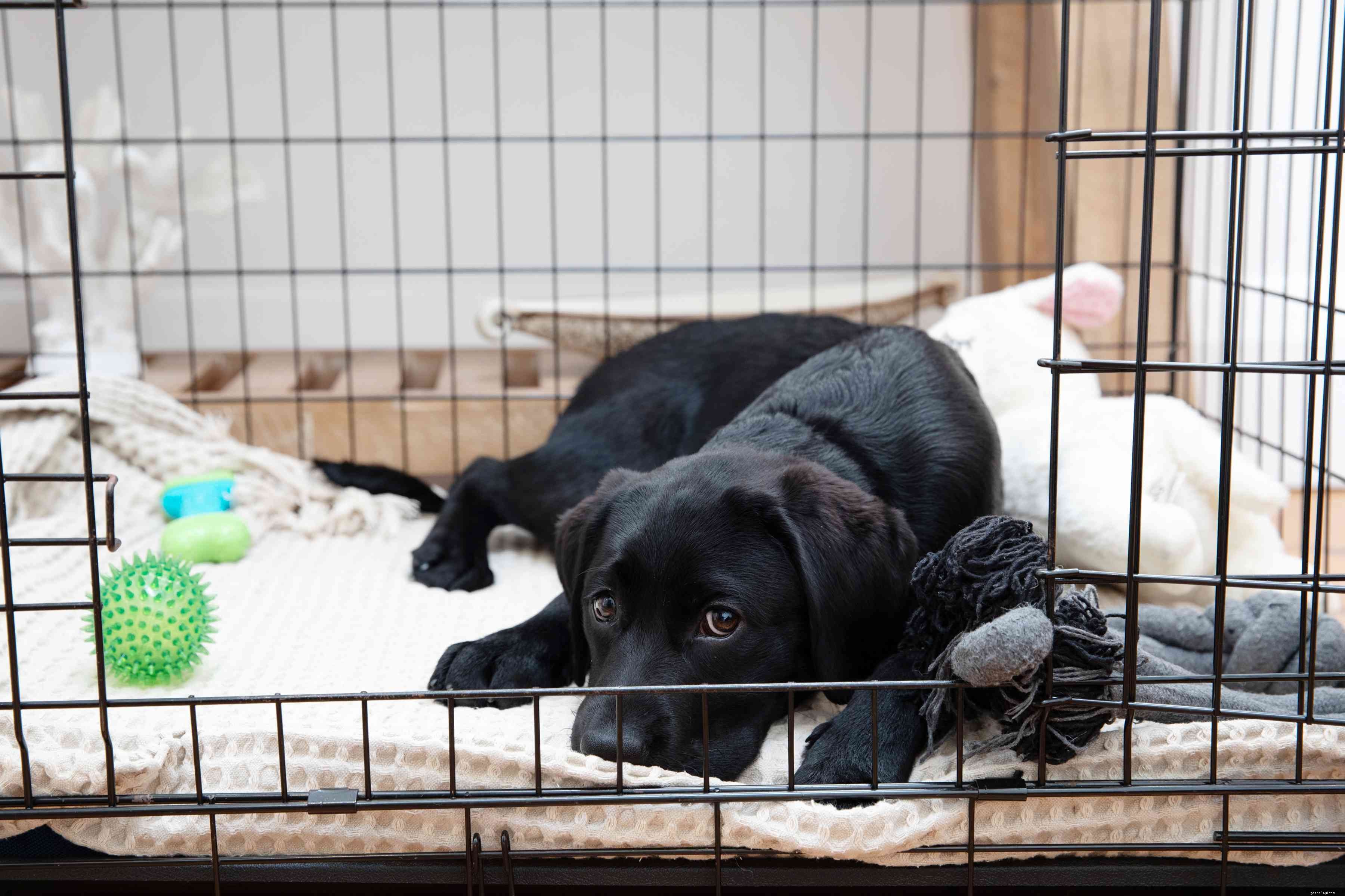 Master Puppy House Training: Proven Techniques for Success
