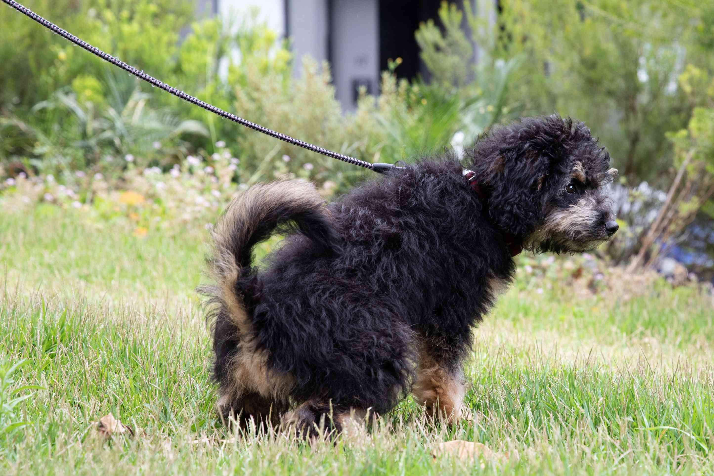 Master Puppy House Training: Proven Techniques for Success