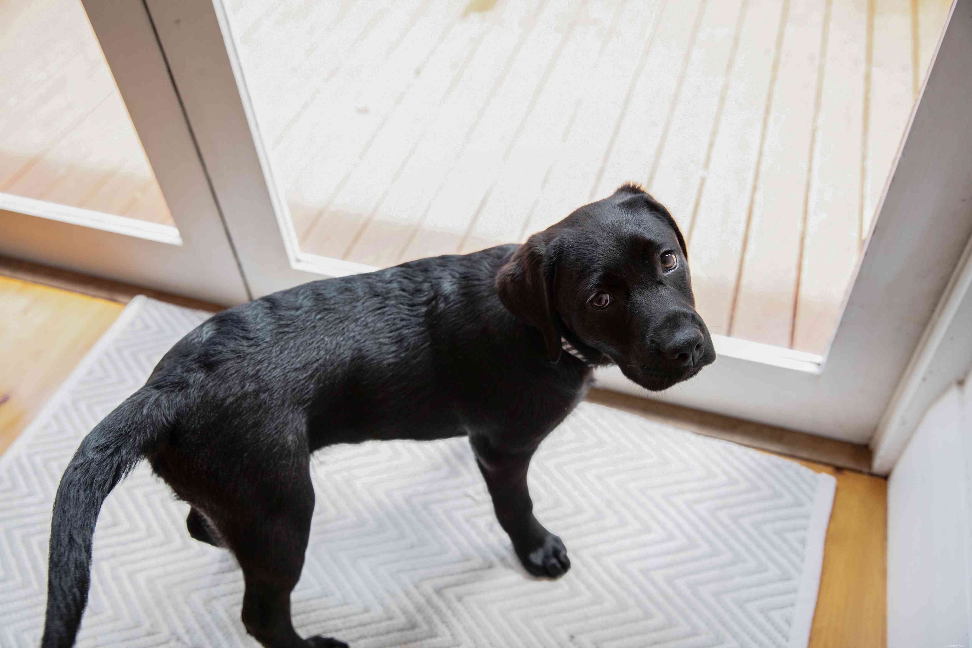 Master Puppy House Training: Proven Techniques for Success