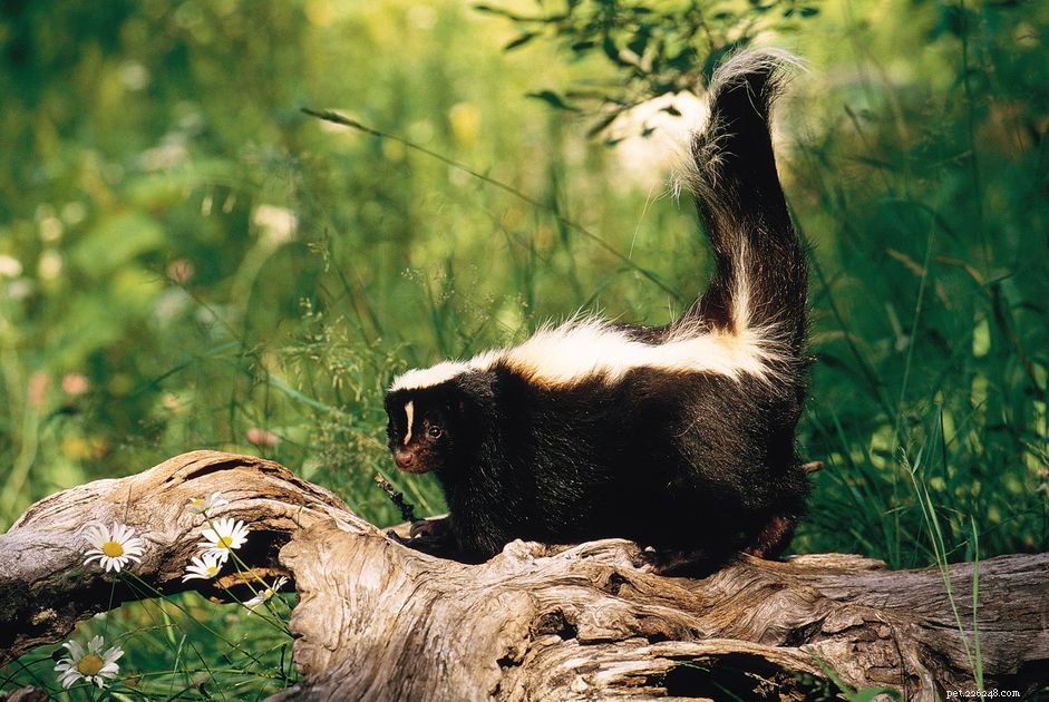 Effective Home Remedies to Remove Skunk Odor from Dogs and Puppies