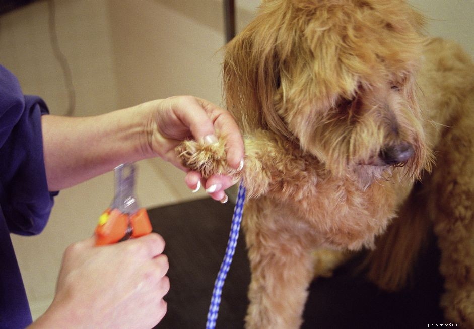 Proper Puppy Nail Trimming: Step-by-Step Guide