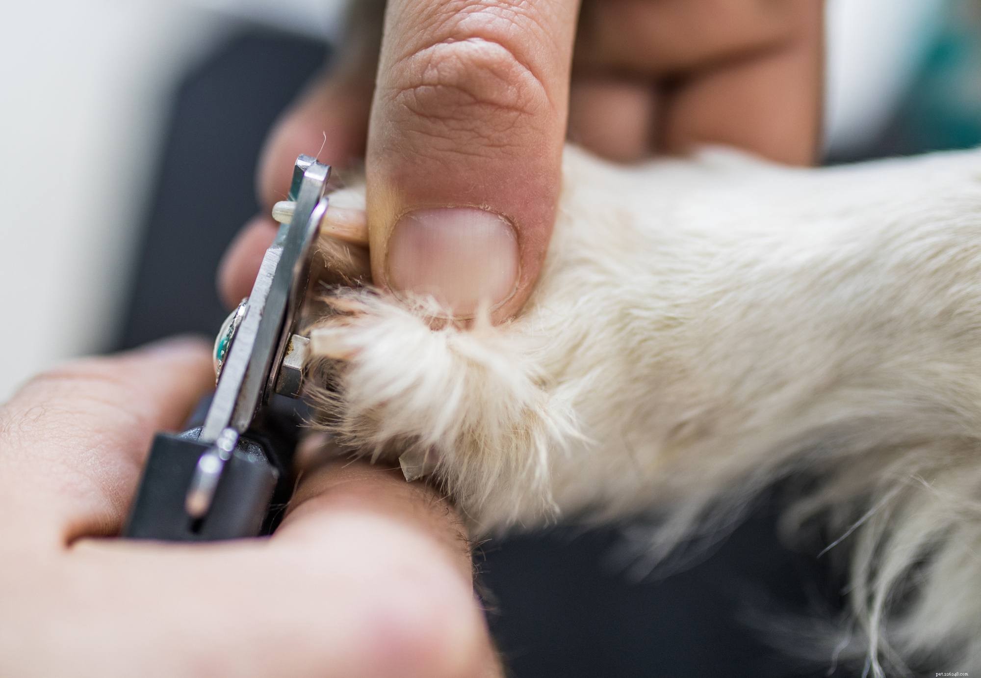 Proper Puppy Nail Trimming: Step-by-Step Guide