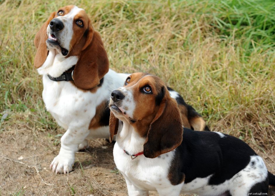 Managing Dog Sibling Rivalry: A Professional Guide to Healthy Competition