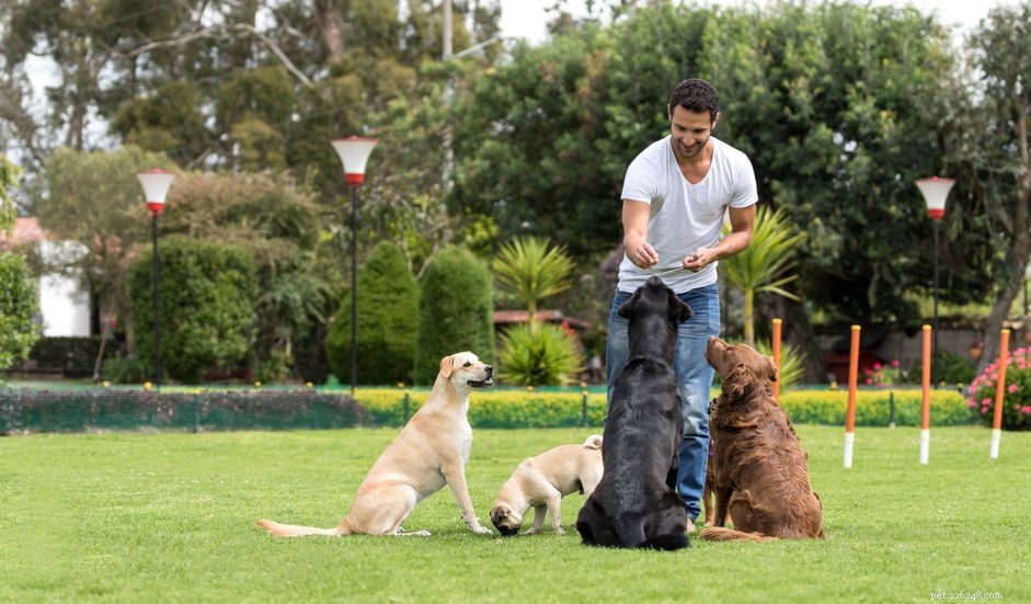 Teach Your Puppy to Sit & Stay: Easy Steps for Obedience