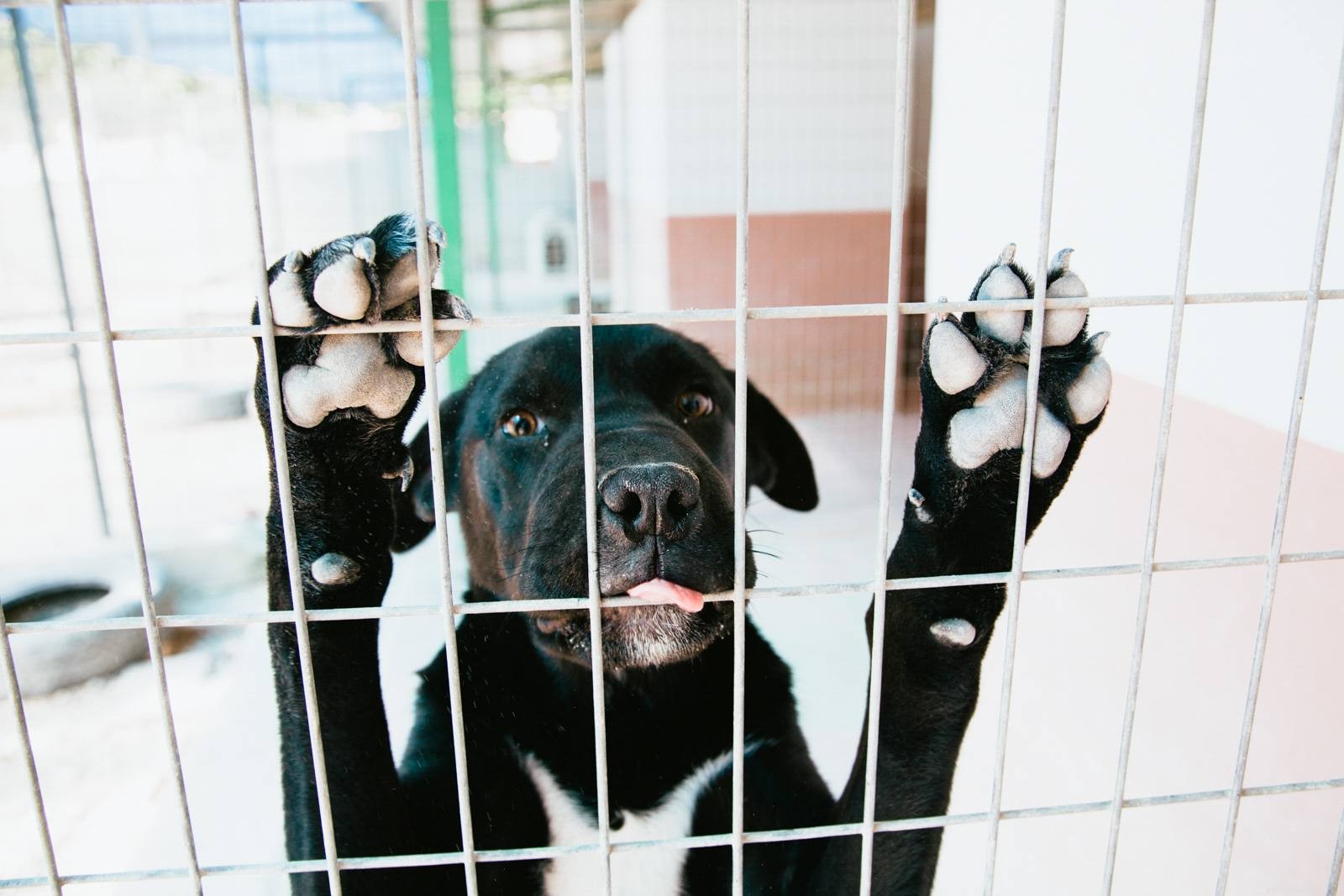 Quick Guide: How to Locate a Lost Puppy Safely and Effectively