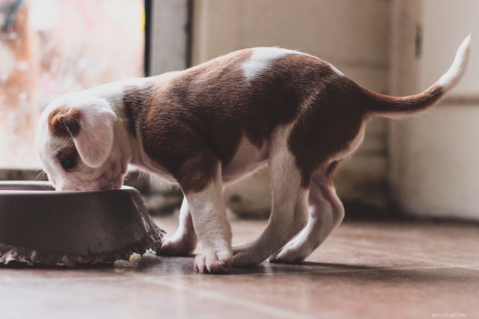 How Many Calories Are in Dog Food? Understanding Nutritional Needs