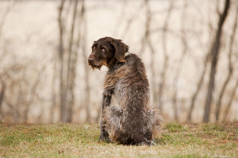 How to Handle Your Dog s Sudden Death at Home: Practical Steps & Support