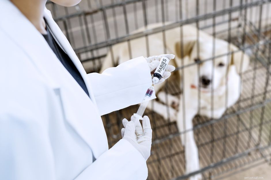 Are Annual Rabies Shots Necessary for Your Pet?